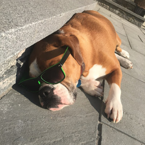 Meet your Posher, Max - Picture 1 of 1